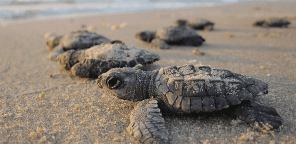 Turtle Saving Tips at Palmilla Beach Resort in Port Aransas Texas
