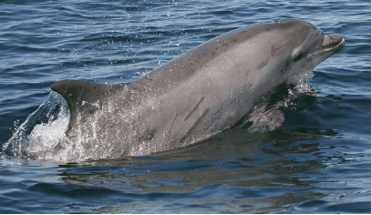 Dolphin off the Port Aransas Coast