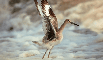 Seagull on Port Aransas Coast