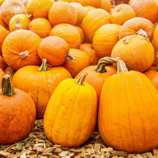 Herbstkürbisse auf dem Markt Herbstkürbisse auf dem Markt
